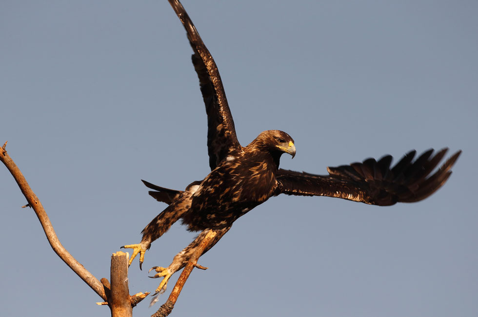 Imagen 15 de la galería de Águila Imperial - Imperial eagle